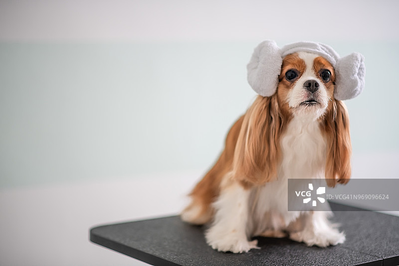 卡瓦利埃国王查理士犬的美容护理图片素材
