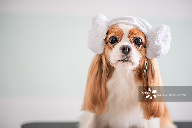 卡瓦利埃国王查理士犬的美容护理图片素材