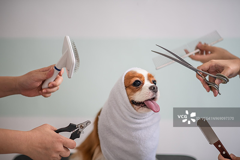卡瓦利埃国王查理士犬的美容护理图片素材