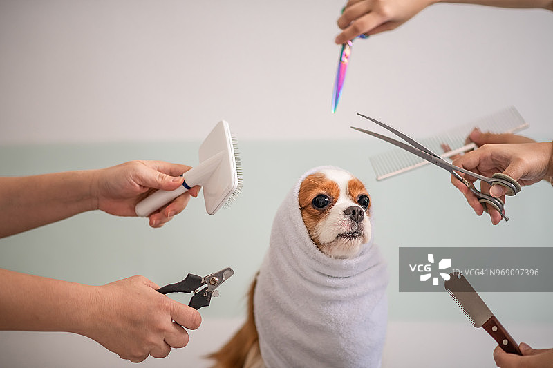 卡瓦利埃国王查理士犬的美容护理图片素材