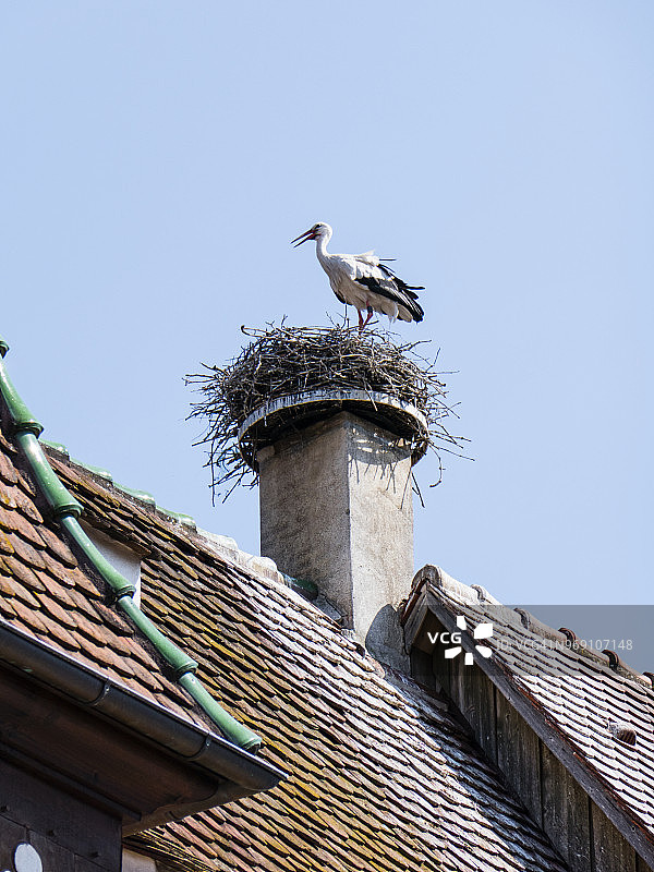 城镇建筑鸟巢上的鹳（法国阿尔萨斯地区奥伯奈镇周边）图片素材