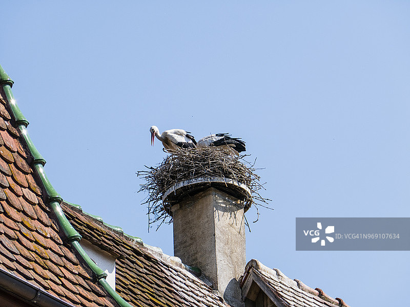 城镇建筑物上的鹳巢：在法国阿尔萨斯地区奥贝奈镇拍摄的图像图片素材