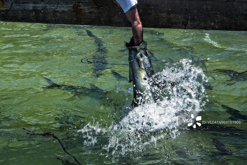 用手喂海鲢图片素材