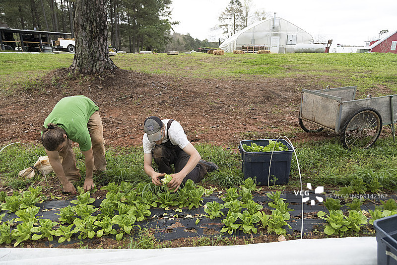 采摘莴苣图片素材