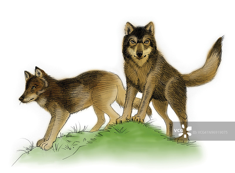 狼群水彩画图片素材