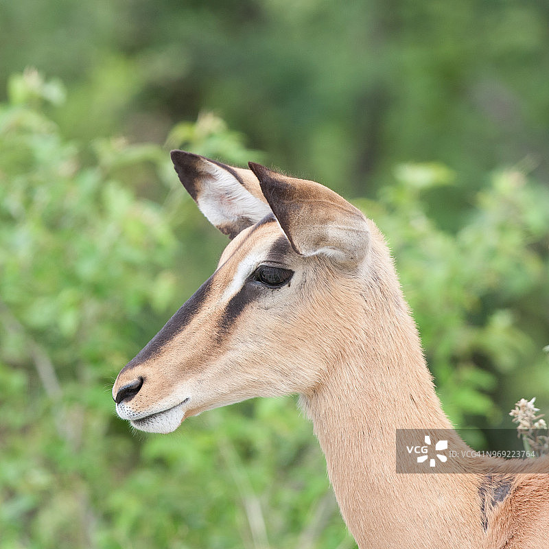 黑脸黑斑羚图片素材