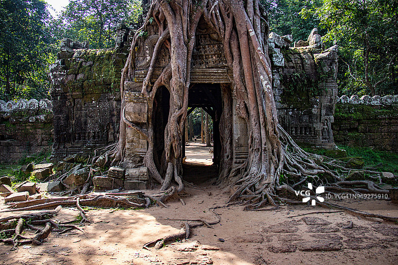 暹粒塔逊寺庙中被树木覆盖的门图片素材
