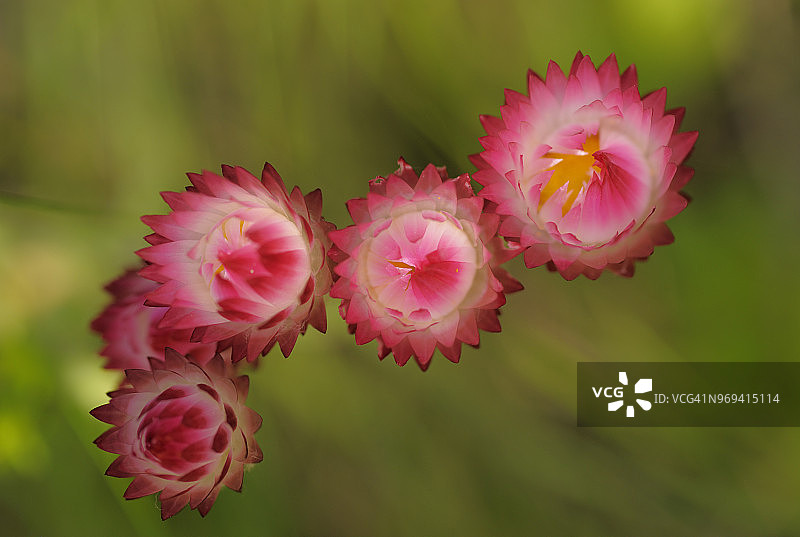 四朵蜡菊的横向特写微距彩色图像图片素材