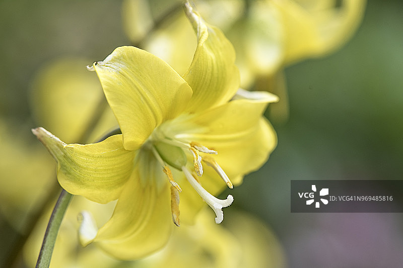 特写：黄色春季黄花图片素材