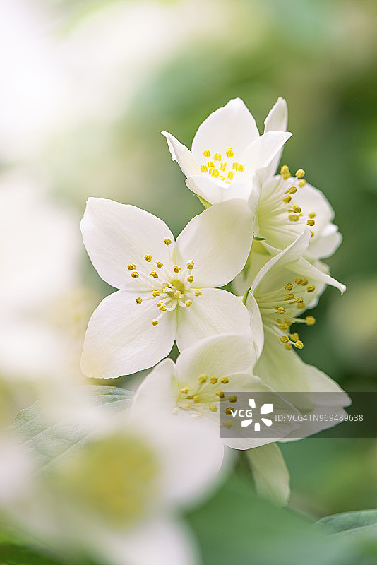 特写： Mock Orange灌木丛白色夏花图片素材