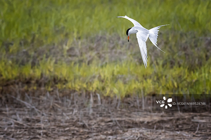 狩猎中的燕鸥图片素材