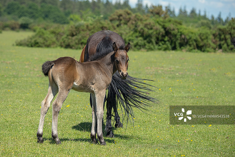 在夏日阳光下休息的新森林小马和小马驹图片素材