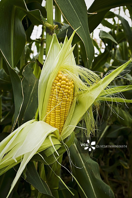 田野里的新鲜玉米棒图片素材
