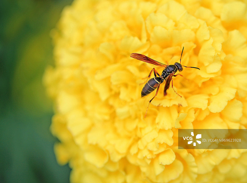 黄万寿菊上的纸黄蜂特写图片素材