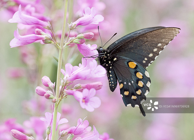 巴利须根草上的燕尾蝶图片素材