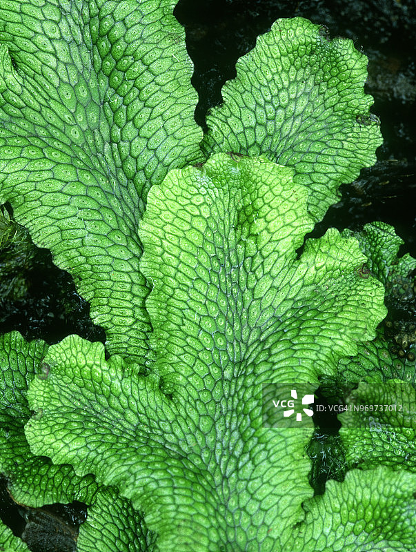 锥状地钱图片素材