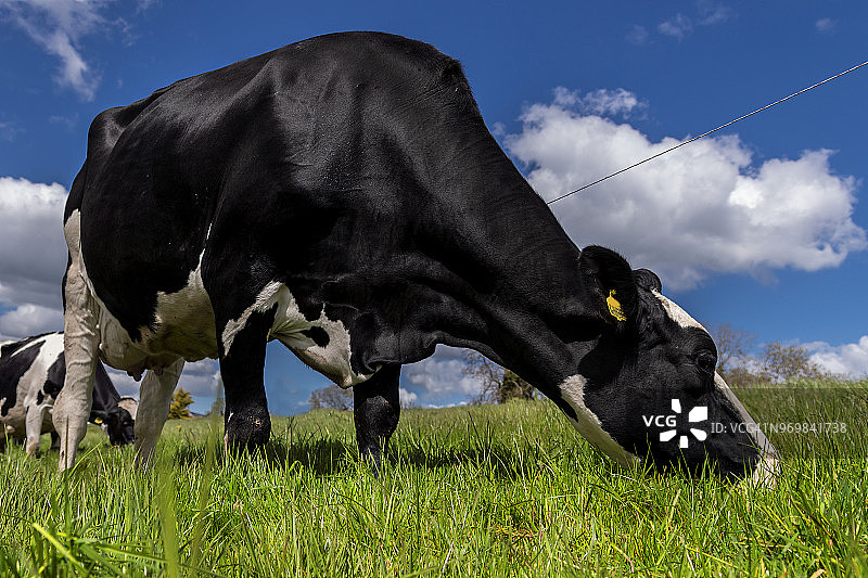 夏日里的荷斯坦乳牛图片素材