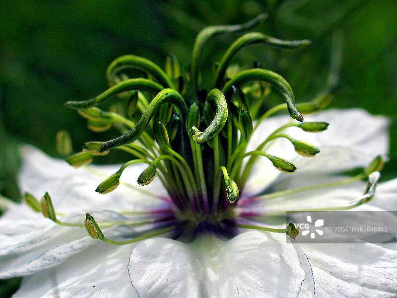 美杜莎的微距照片图片素材