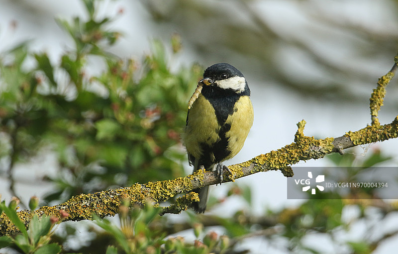 一只漂亮的大山雀（Parus major）栖息在树枝上，嘴里叼着毛毛虫喂它的幼鸟图片素材