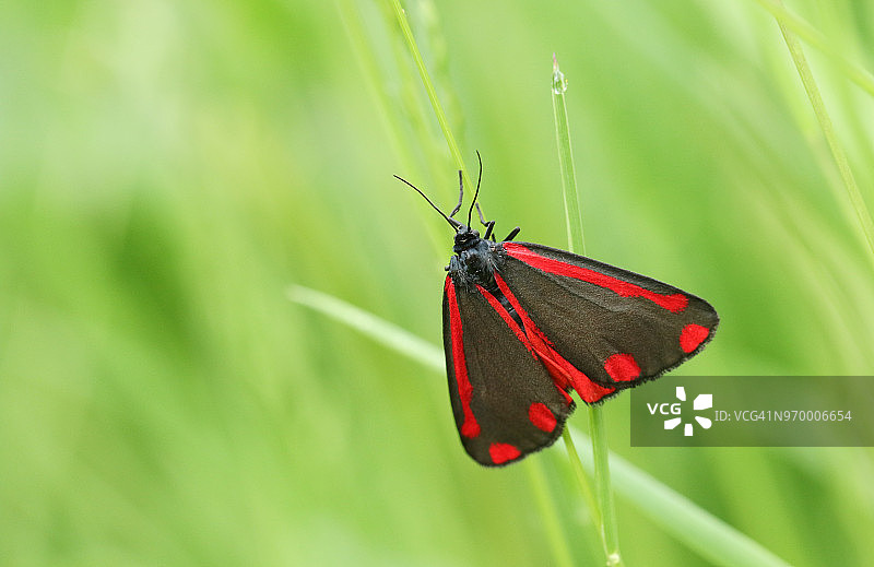 一只美丽的朱砂蛾停留在植物上图片素材