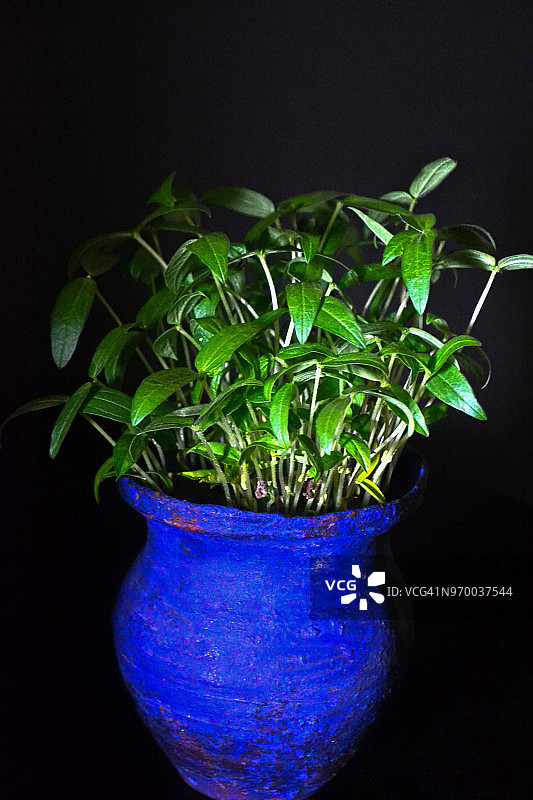 盆栽中的绿豆幼苗/种子图片素材