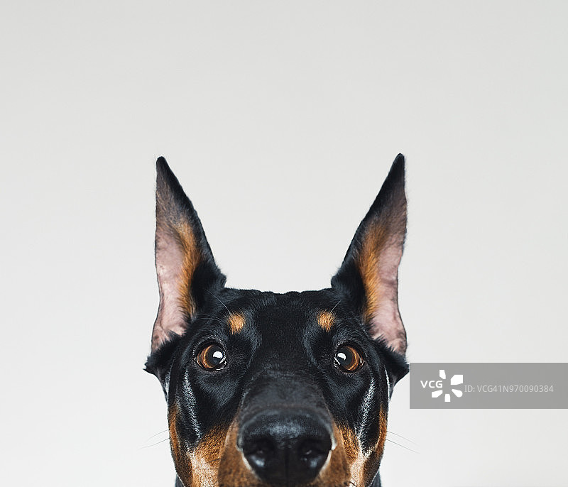 看着镜头的杜宾犬肖像图片素材