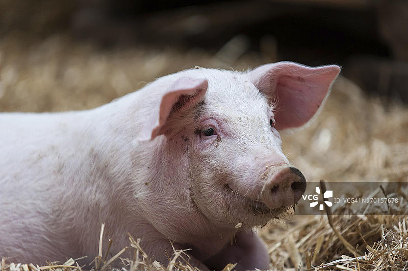 德国法罗农场图片素材