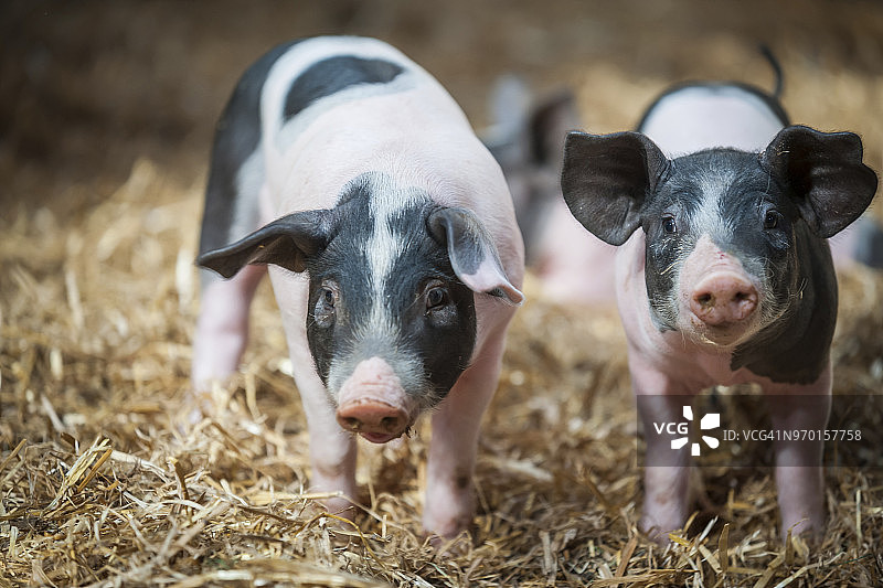 德国农场里的母猪图片素材