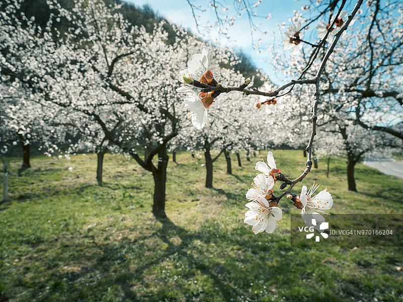 奥地利瓦豪的杏花图片素材