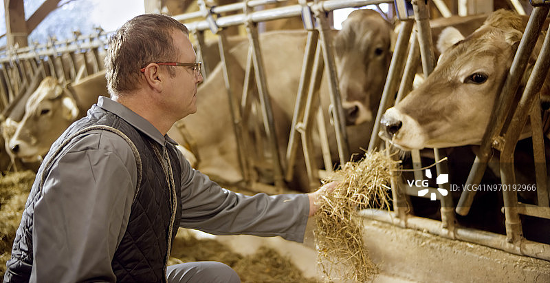 男人给奶牛喂干草图片素材