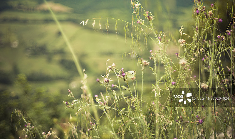 春日自然中的蝴蝶图片素材