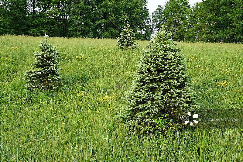 自选圣诞树农场图片素材
