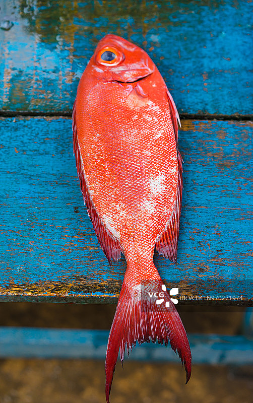 蓝色木桌上的红色鱼图片素材