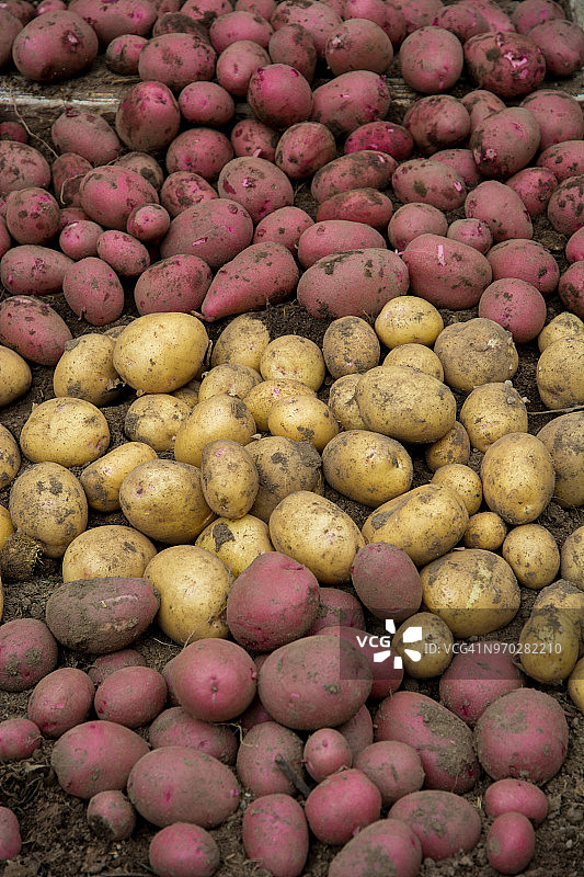 从花园里新鲜采摘的土豆图片素材