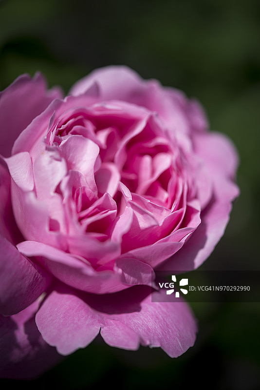 六月初盛开的‘Mary Rose’蔷薇图片素材