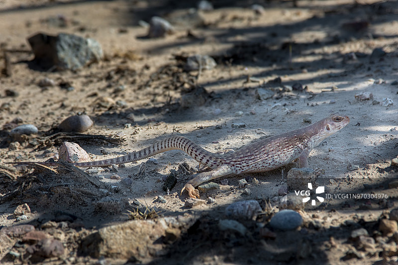 沙漠鬣蜥图片素材