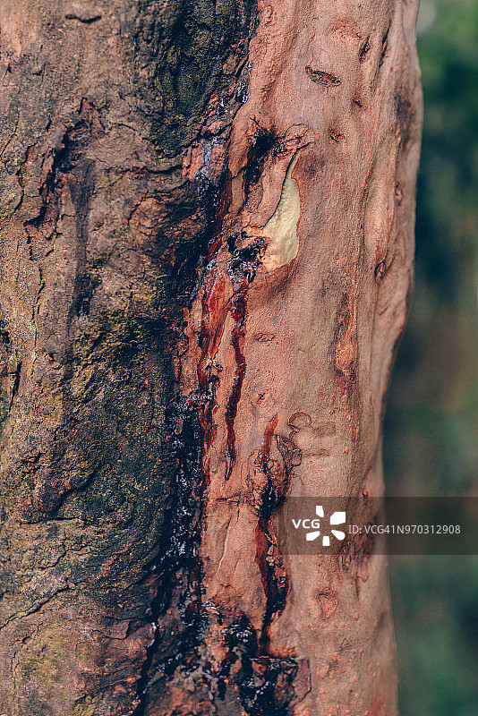 树干上的树脂图片素材