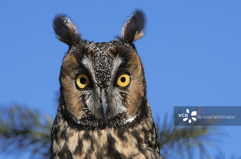 长耳鸮，蒙大拿州弗拉特黑德河图片素材