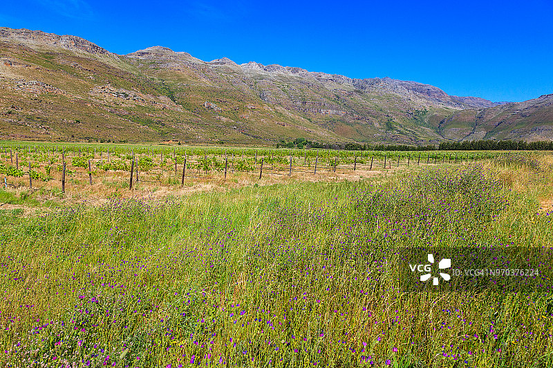 南非谷物产区附近的农田图片素材