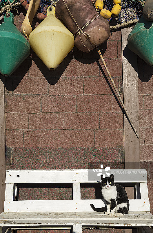 圣米格尔海滩渔民小屋里的家猫图片素材