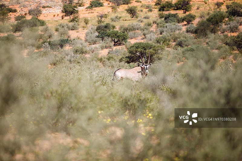 南非卡拉哈迪跨境公园中远距离迁徙的剑羚图片素材
