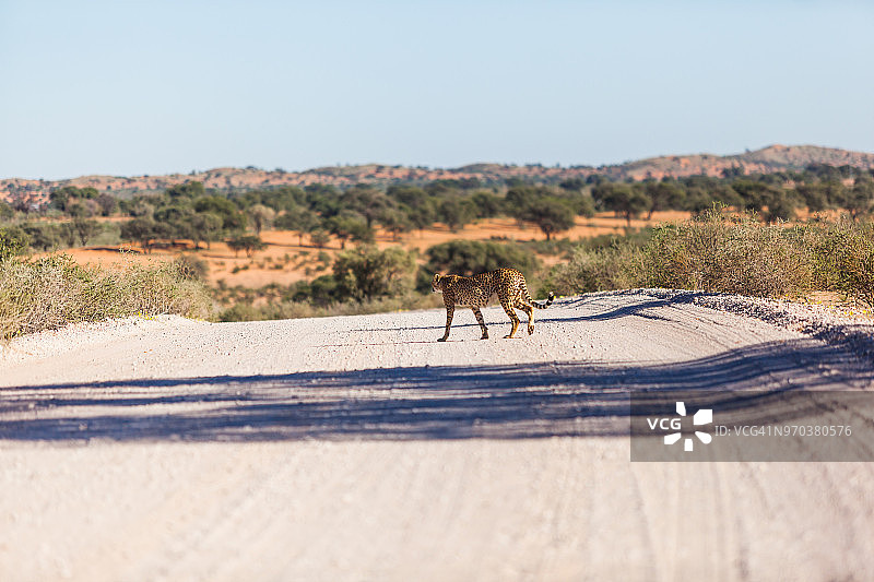 猎豹穿过南非卡拉哈迪跨国公园的土路图片素材