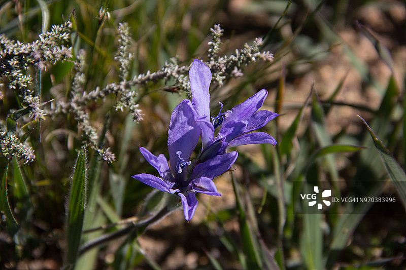 原生环境中的蓝香雪兰图片素材