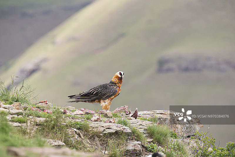 胡兀鹫降落在岩石上（南非）图片素材