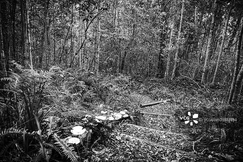 克尼斯纳森林，南非西开普省图片素材