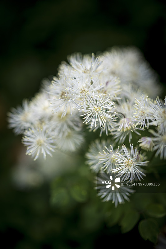 白色唐松草特写图片素材