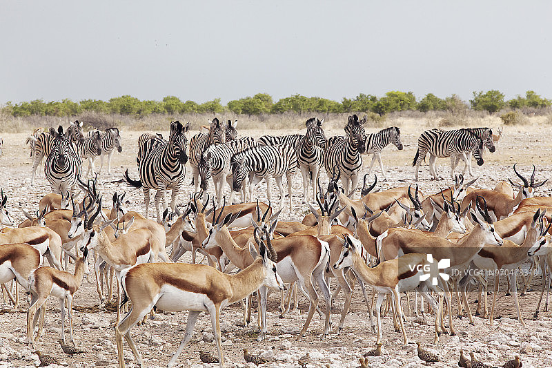 埃托沙盆地的跳羚和哈特曼斑马在水坑旁图片素材