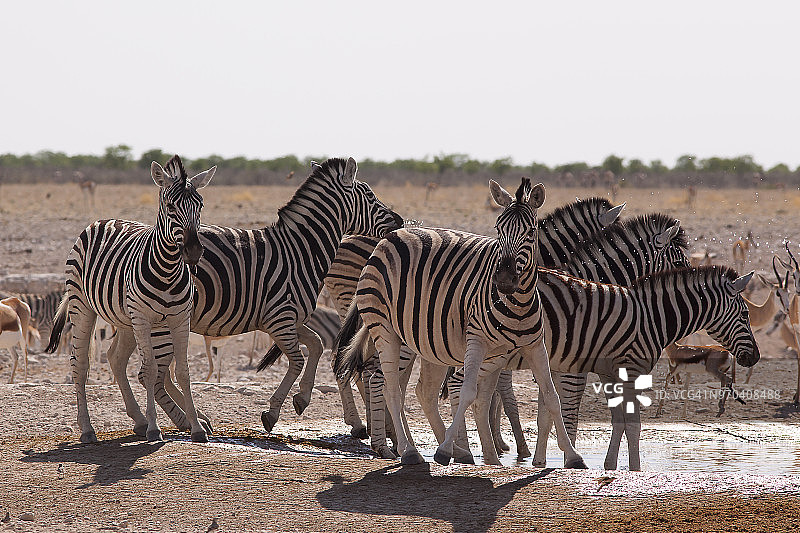 纳米比亚埃托沙盆地的哈特曼斑马在水坑旁图片素材