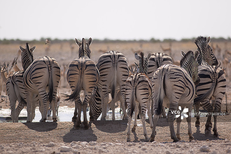 纳米比亚埃托沙盆地的哈特曼斑马在水坑旁图片素材