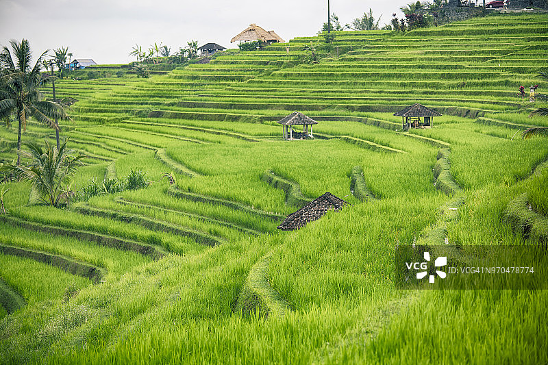 美丽的稻田景观图片素材